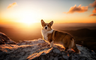 Dog snow mountain sunset autumn - top of a snow free wallpaper