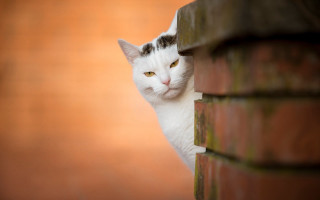 White cat peeking brick wall - institutional free wallpaper