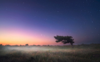 Lone tree purple sky night - a purple sky in the background free wallpaper for desktop