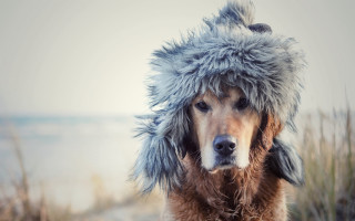 Dog furry hat beach ocean 2 - its head free wallpaper