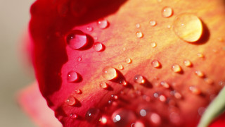 Red flower water droplets macro 29 - blue sky free wallpaper for desktop