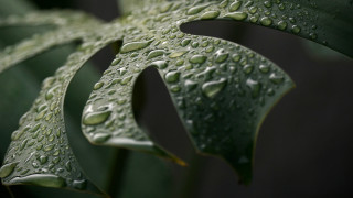 Green leaf water drops macro 53 - a green leaf free wallpaper
