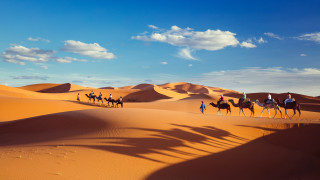 Desert camels group sand dunes - farid mansour free wallpaper for desktop