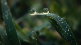 Water droplets plant macro blurry - a close up of a plant free wallpaper