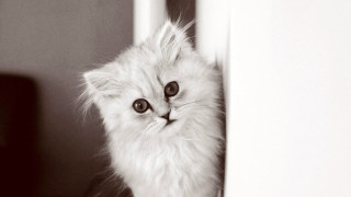 White kitten black eye sad - a white kitten free wallpaper