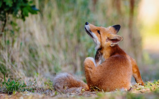 Small fox sitting grass looking - a small fox free wallpaper