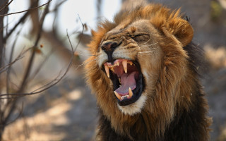 Lion open mouth wildlife photo - tooth wide open free wallpaper