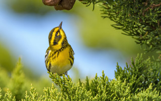 Yellow bird perched branch seed - its mouth free wallpaper