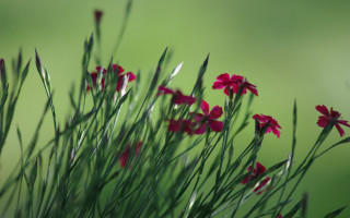 Red flower grass macro shallow - the grass together free wallpaper