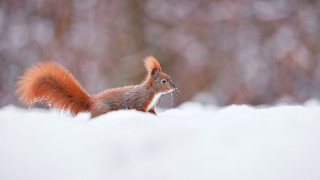 Squirrel snowy background nature award - photograph free wallpaper for desktop