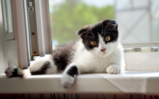 Black white cat window sill - the window sill free wallpaper