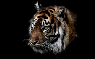 Tiger white stripe dark room - the face free wallpaper