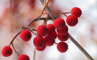 Berries leaves blurry background macro - a bunch of berries free wallpaper