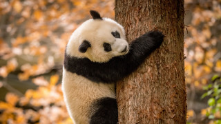 Panda climbing tree autumn leaves - a panda bear free wallpaper