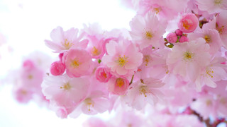 Pink flowers cherry blossoms bouquet - a light reflection free wallpaper for desktop