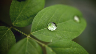 Leaf waterdrops green background black - the leaf free wallpaper for desktop