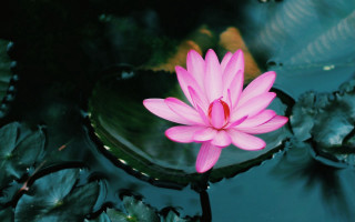 Pink flower floating pond lilies - a pond of water lilies free wallpaper