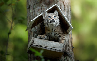 Small kitten birdhouse woods portrait - a small kitten free wallpaper