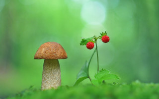 Mushroom strawberry plant leaf grass - a mushroom free wallpaper