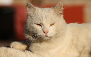 White cat yellow eyes sad - a white cat free wallpaper for desktop
