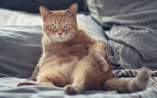 Cat blurry portrait shiba inu - one paw free wallpaper