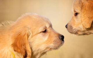 Two dogs sad look looking - their face free wallpaper for desktop