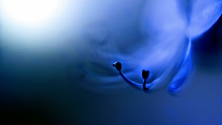 Blue flower black stem light - alberto seveso free wallpaper
