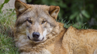 Wolf laying grass closed eyes - his eye free wallpaper