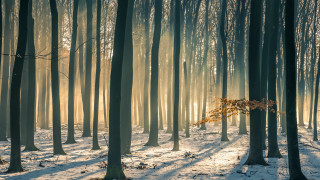 Snowy forest sunshine jigsaw nature - a forest free wallpaper
