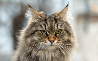 Cat green eyes staring wolf - bourgeoi free wallpaper