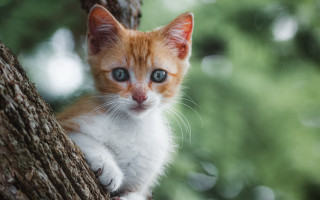 Small kitten on branch curious - the camera free wallpaper for desktop