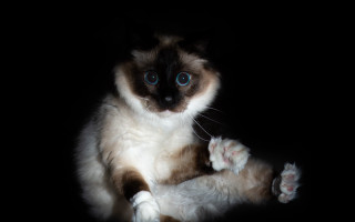 Cat blue eyes chiaroscuro renaissance - the camera len free wallpaper