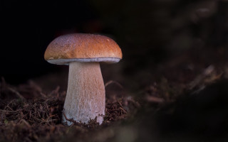 Mushroom growing dark forest macro - a mushroom free wallpaper