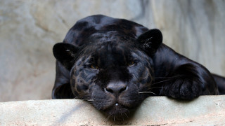 Black tiger resting rock wall - a rock wall free wallpaper for desktop