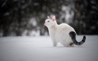 White cat snow winter night - the background and snow free wallpaper