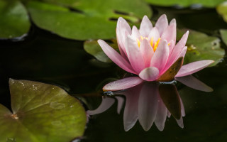 Pink flower floating water lilies 2 - a yellow center free wallpaper