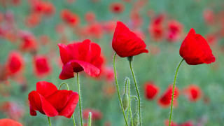 Red flower field bokeh blurry - green stem free wallpaper for desktop