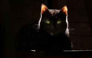 Black cat glowing eyes gothic 4 - free light wallpaper