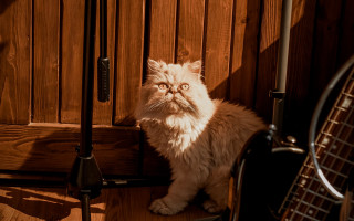 Cat guitar wooden floor paned - a wooden floor next free wallpaper