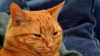 Sad cat laying blanket couch - sad free wallpaper