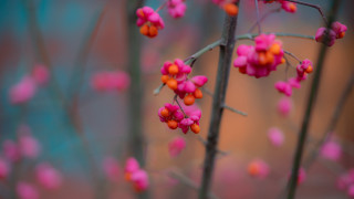 Pink cherry blossoms bokeh macro - fauvism free wallpaper