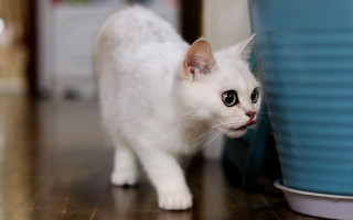 White cat blue pot wood - a wooden floor free wallpaper
