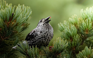 Bird pine tree sky open - tongue free wallpaper