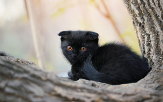 Black cat sitting tree sad - sad free wallpaper