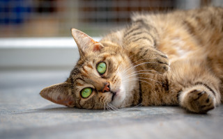 Cat laying green eyes blurry - daphne allen free wallpaper
