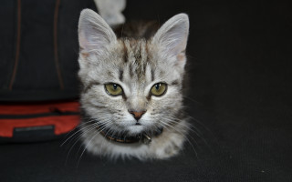 Cat collar black surface red - a collar free wallpaper