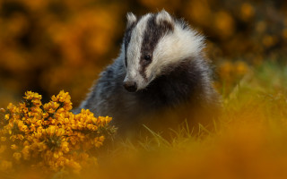 Badger flower field autumn nature - the foreground and a blurry background free wallpaper