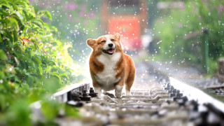 Dog train track rain happy - a train track in the background free wallpaper