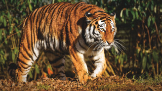 Tiger forest autumn blurry motion - a tiger free wallpaper for desktop