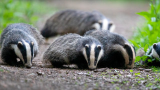 Badgers grass dirt flower blurry - a field of grass and dirt free wallpaper